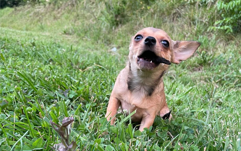 Happy birthday, Lemon&nbsp;🍋